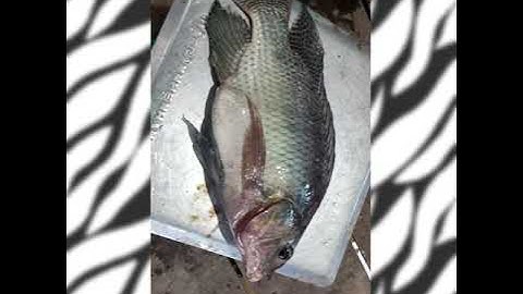 Câu Cá Trê , Rô phi, cá Tra hồ tự nhiên - Lai Vung - Đồng Tháp