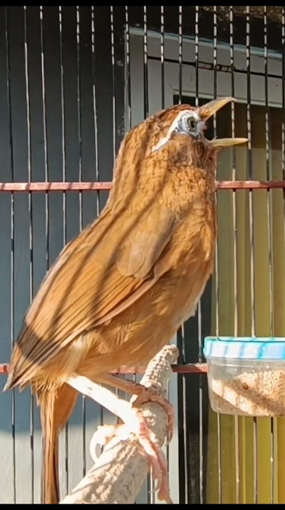 WAMBI BETINA MEMANGGIL JANTAN