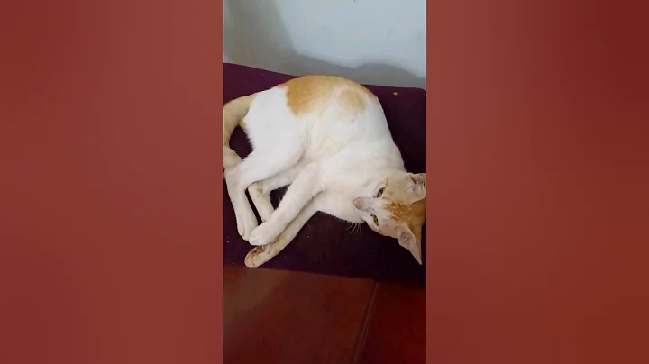 Video 5751591: cat funnycats, cat cartoon, funnycats lover, funny cat, cat sound