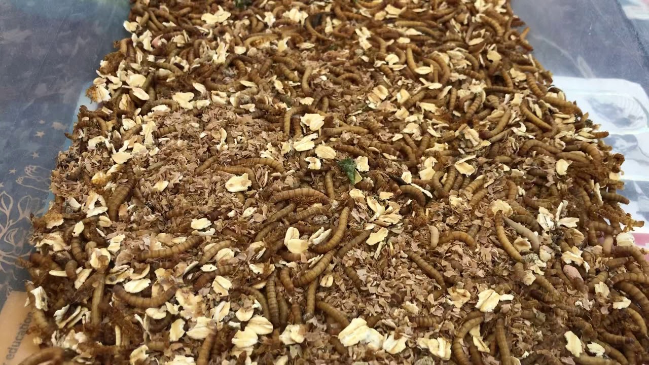 Many Moving Members in the Mealworm Colony YouTube