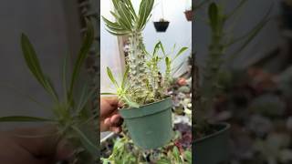 palmeira de Madagascar Flor Amarela pachypodium