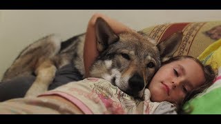 Сzechoslovak Wolfdog. Чехословацкий влчак. Коротко от щенка до двухлетнего пса. Собачья жизнь Сzechoslovak Wolfdog. Чехословацкий влчак. Коротко от щенка до двухлетнего пса. Собачья жизнь