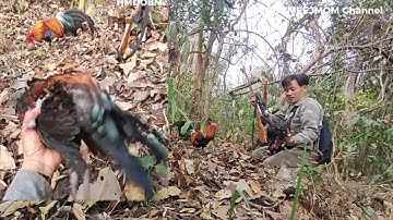 dib qaib qus tuaj ceev 💯 - ต่อไก่ป่าเขาเร็วมาก