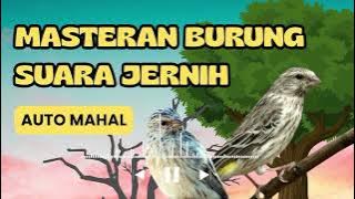 BLACKTHROAT SUARA JERNIH SANGAT BAGUS UNTUK MASTERAN KENARI PAUD❗