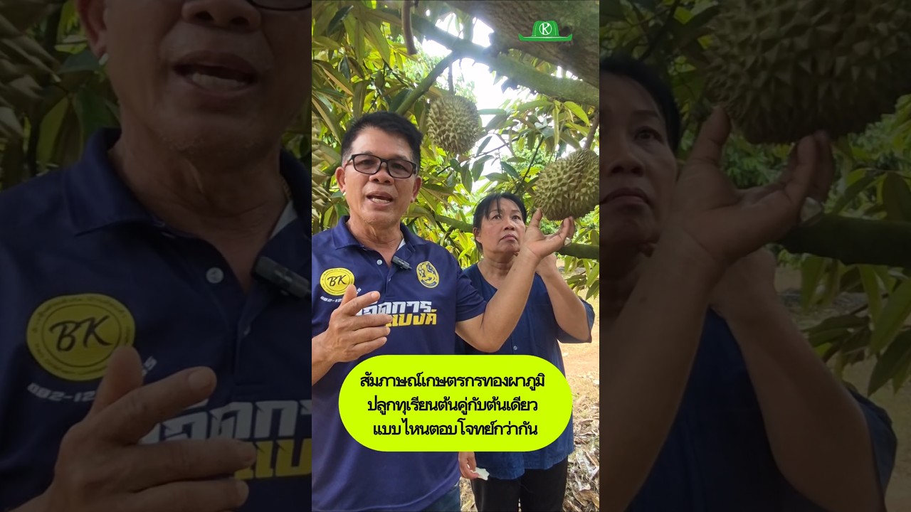 ปลูกทุเรียนต้นคู่กับต้นเดี่ยว อย่างไหนดีกว่ากัน? #ปลูกทุเรียน