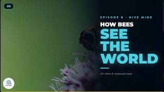 #8 What the World Looks Like Through a Bee's Eyes Will Shock You