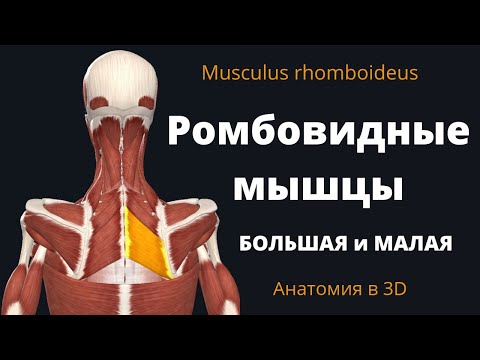 Видео: Где прикрепляется ромбовидная мышца?