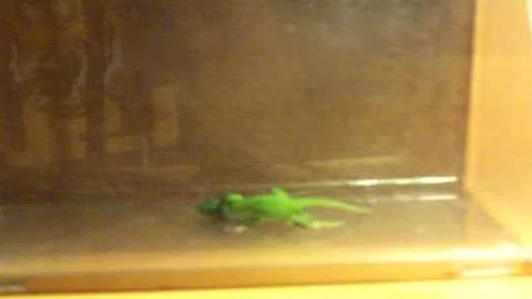 Green anoles mating