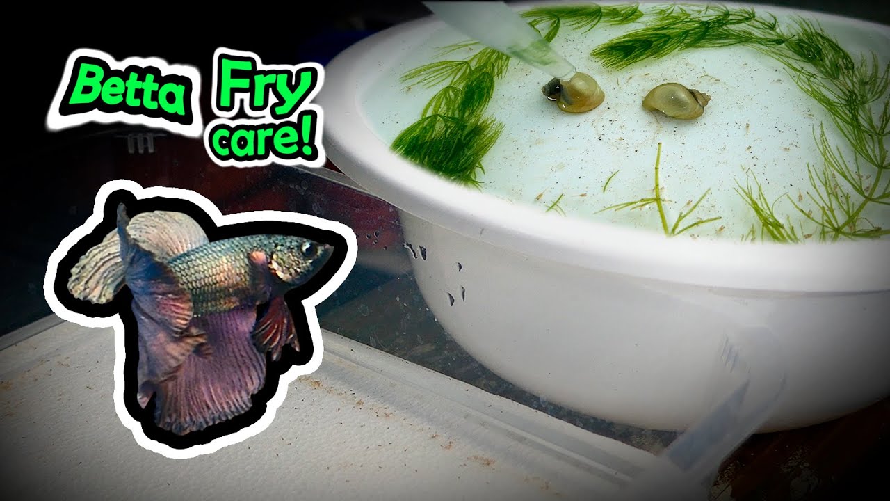 Part 2 – GROWING Bettas in Tubs! Betta fish care | What to do after breeding? (Full Guide)