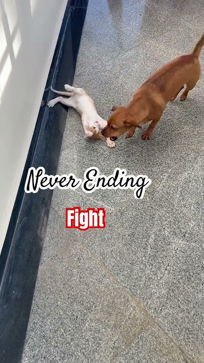 The Never Ending Fight #thekeerthishow #cat #dog #cute - YouTube