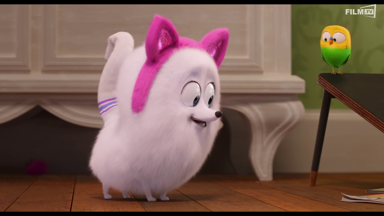 Pet 2019 Stream Deutsch