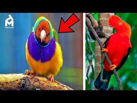 Video: Las 10 aves más coloridas del mundo