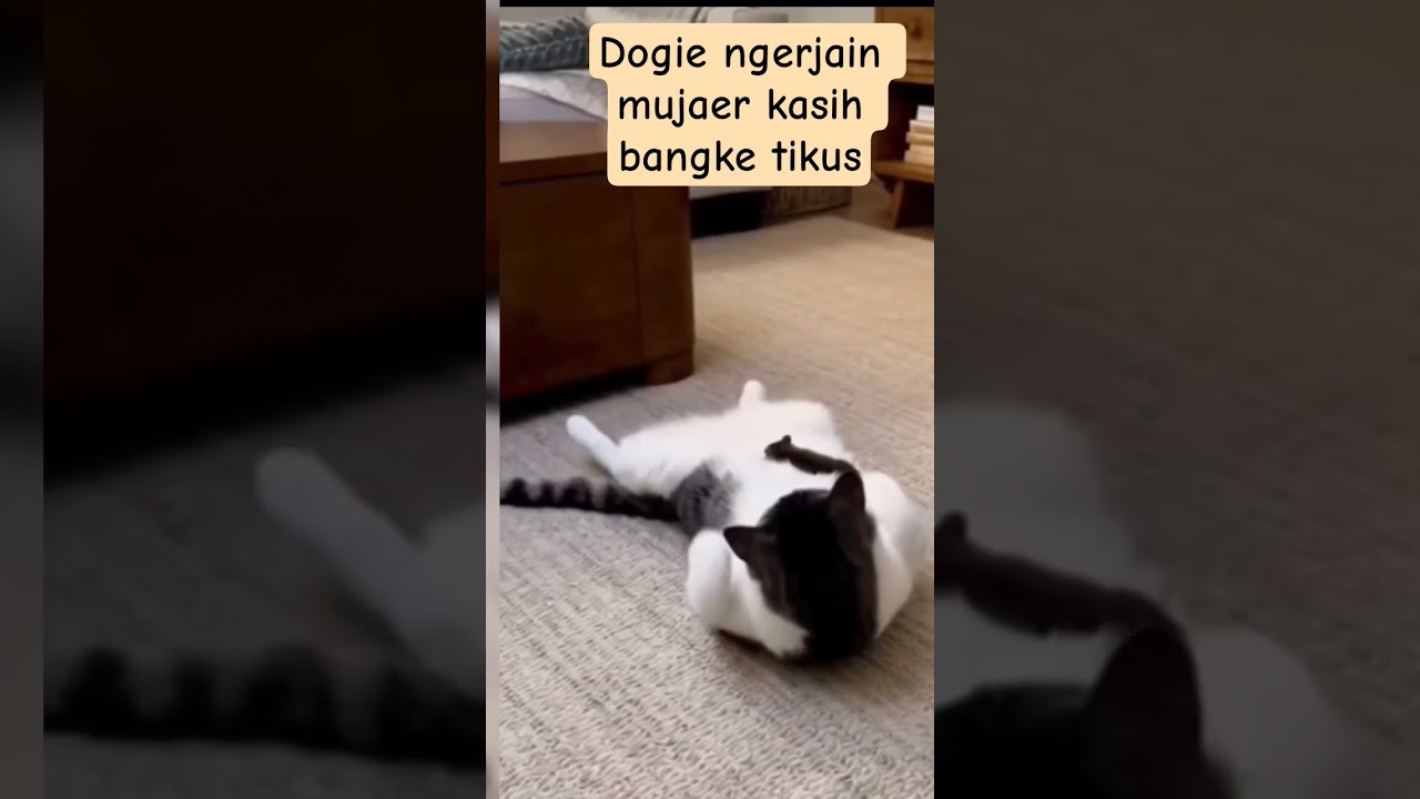dogie ngerjain mujaer kasih bangke tikus 😁😁😁