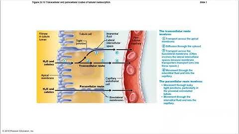 Chapter 24 - Urinary System Part 2