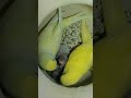 Live Now - Budgies Chicks Groth Live 24/7 - Animals And Birds is live! #shorts #birds #pets