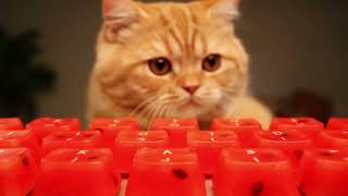 Cheese Cat’s First Encounter with the Watermelon Keyboard | ASMR screenshot 2