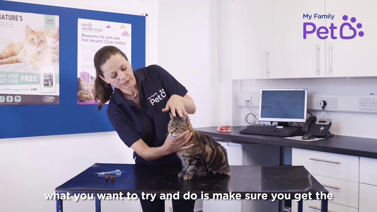 How to Give a Tablet to Your Cat My Family Vets YouTube