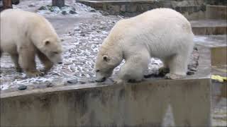 картинка: В ожидании рыбы Белка и Стрелка гоняют голубей, валяются и кушают бородинский хлеб 05.11.2025