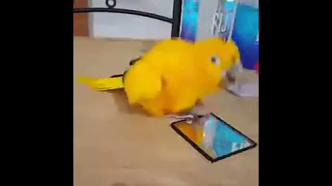 Parrot time