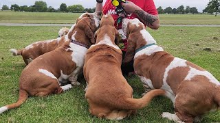 A Whole Pack of Hound Dogs!