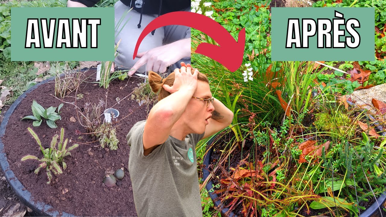 17 Plantes Carnivores (et de zones humides) à CULTIVER en Tourbière Artificielle