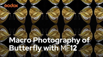 Macro Photography of Butterfly with MF12 | Godox Macro Photography Academy EP03