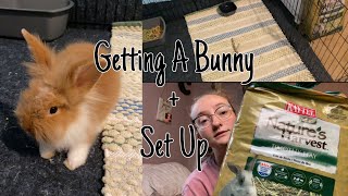 I’m Getting A Pet Bunny! | Vlog