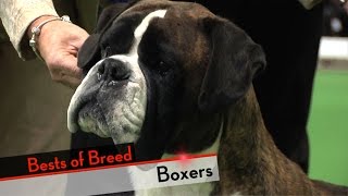 Boxer  Bests of Breed