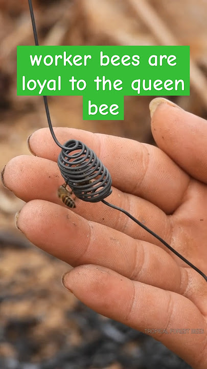 the whole swarm of bees surrounds the queen bee🥰 | Tropical Forest Bees