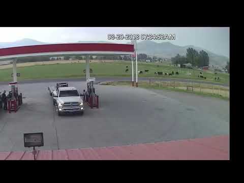 Lightning strikes cow!