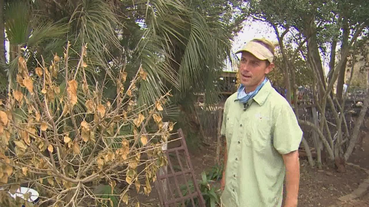 What plants will survive after the winter storm in Texas? - YouTube
