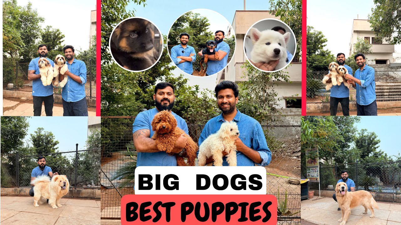 FIRST TIME DANNY KENNELS FULL VIDEO | BEST DOGS IN HYDERABAD 🦮🐕‍🦺