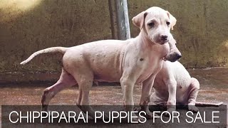 Chippiparai Puppies For Sale | chippiparai dogs | More Details On My Description.#chippiparai#kanni by STARZ KENNEL 343 views 4 months ago 2 minutes, 54 seconds