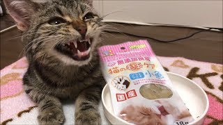 小魚を一心不乱にカミカミする子猫