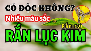 Rắn Lục Kim Rắn Roi Xanh Có Độc Không? | Đặc điểm nhận dạng rắn lá, rắn dây vàng