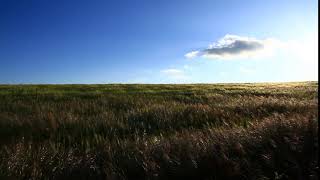 WHEAT FIELD WITH BLUE SKY footage screenshot 5