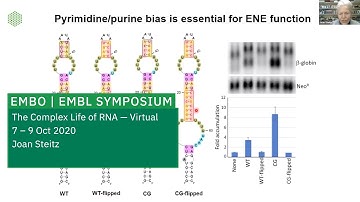 EMBL Keynote Lecture: Viral Noncoding RNAs: Approaching answers