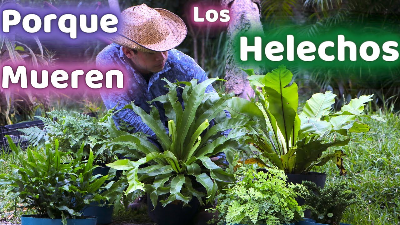 POR ESTAS RAZONES MUEREN SIEMPRE TUS HELECHOS || HUERTO CITADINO