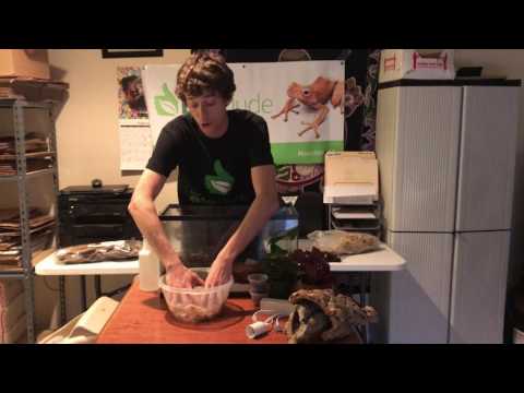 How to setup a White's Tree Frog BioActive Terrarium. Self- Cleaning. Self- Maintaining