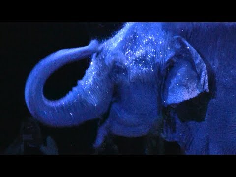 Jolly Giant @ The Circus