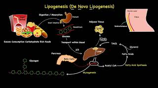 Lipogenesis Summarised