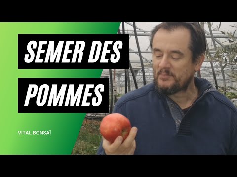Vidéo: Prima Apple Tree Care - Comment faire pousser des pommiers Prima dans le jardin
