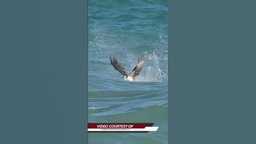 Bald Eagle Dives Water And Catch Fish #fishing #bird #eagles