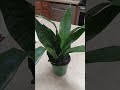 how to care for zeylanica snake plant growth guide #plants #gardening #plant #houseplants #tutorial