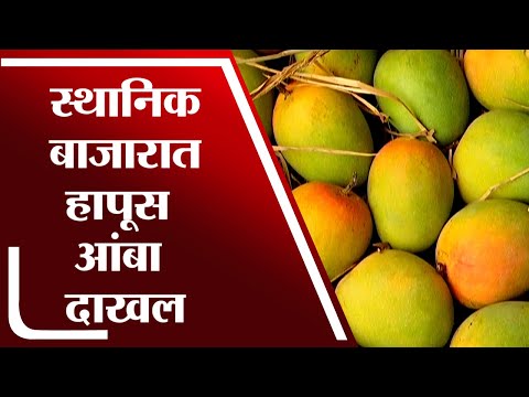 स्थानिक बाजारात Hapus mango 15 दिवस उशिराने दाखल, भाव वाढीमुळे खवय्यांना पाहावी लागणार वाट