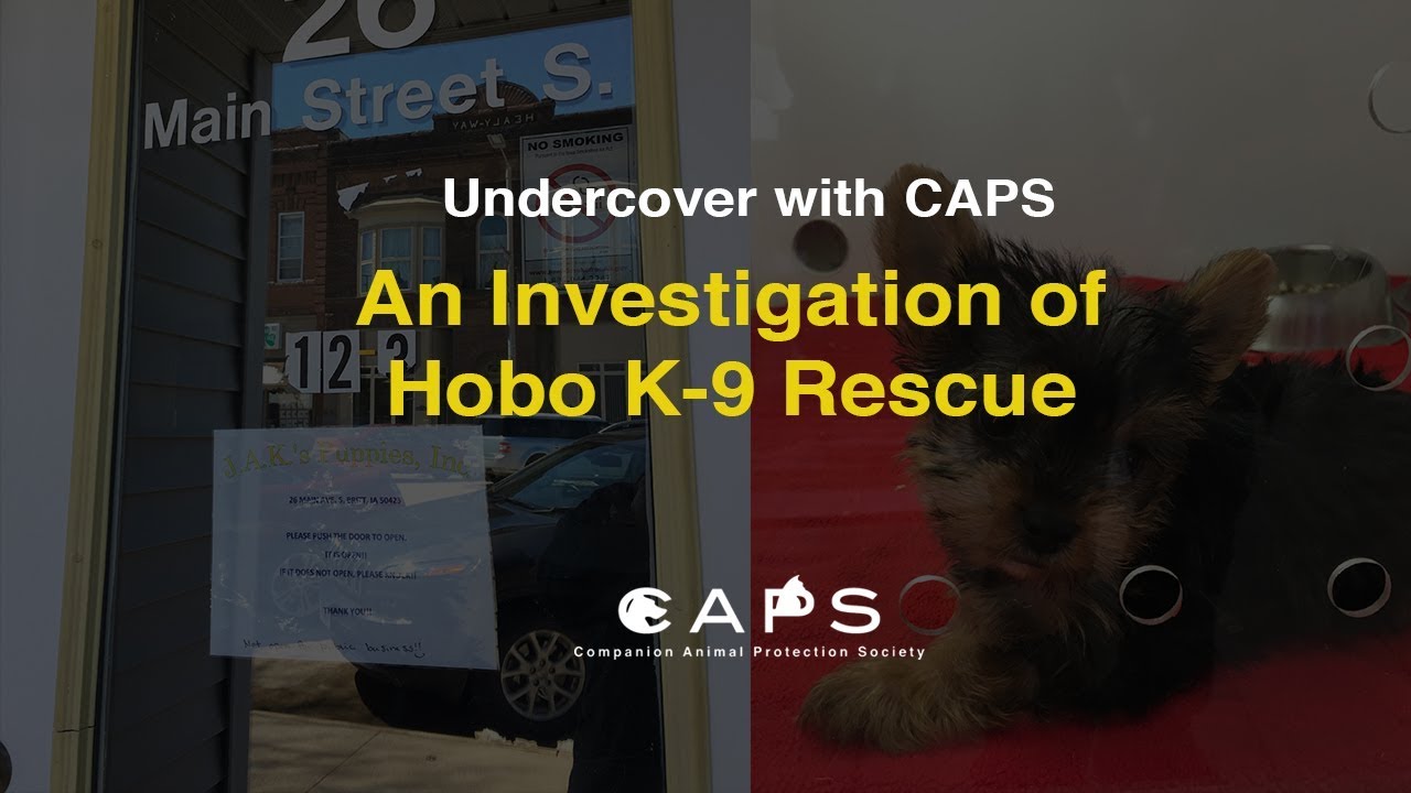 A CAPS Investigation of Hobo K-9 Rescue 