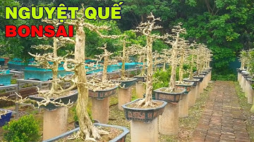 Thán phục Cách họ làm bonsai như thế này!