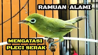 MENGATASI PLECI SERAK | RAMUAN ALAMI UNTUK KECIAL KUNING SUARA SERAK