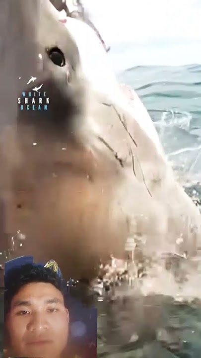 OMG 😲 #shark #top #orca #dolphin @Houseofhighlights @2millions_fun @highdiverfly