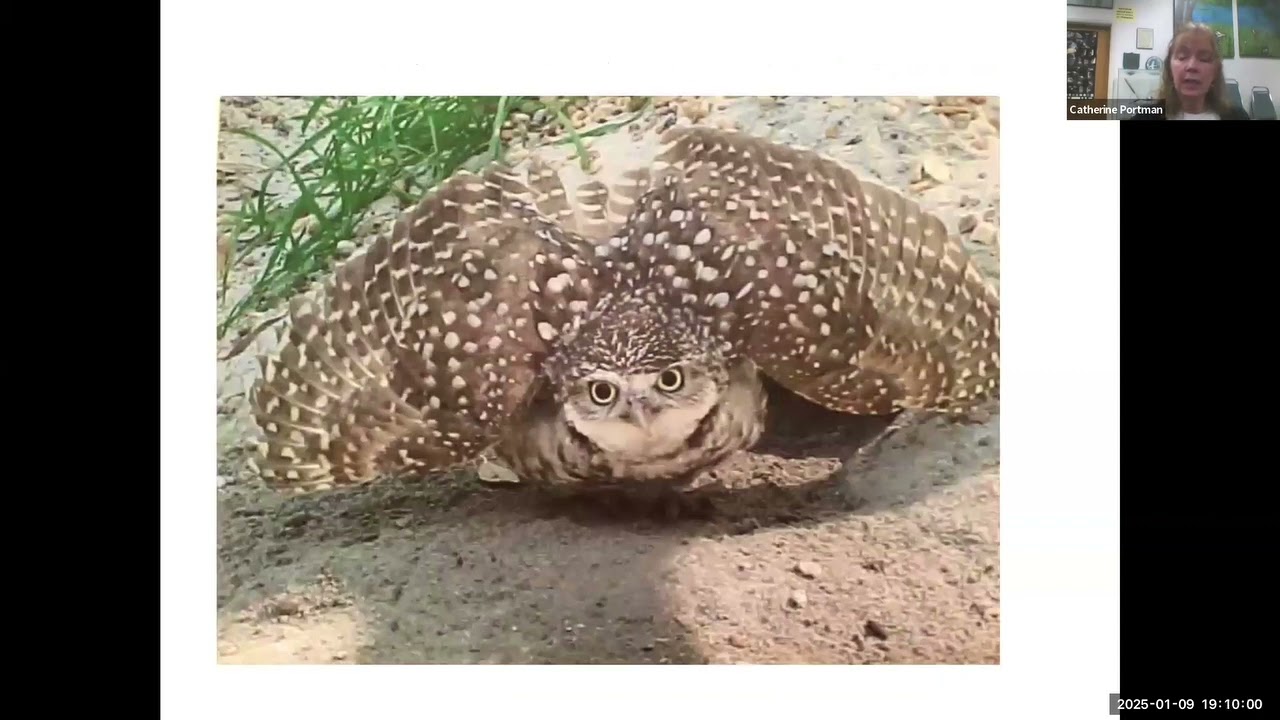 The Natural History of Western Burrowing Owls and Failed Conservation Efforts by Catherine Portman